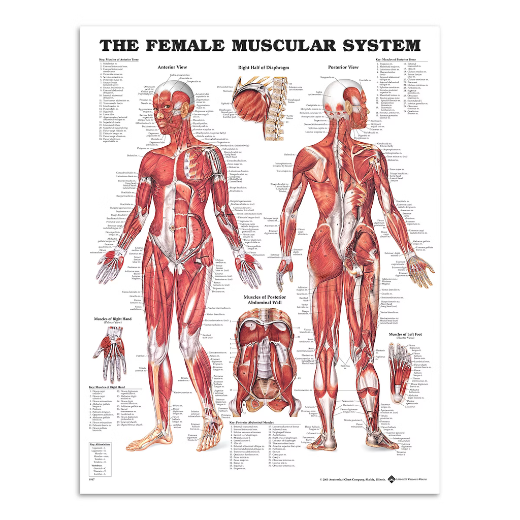 Anatomisk plakat af det kvindelige muskelsystem, 51x66 centimeter