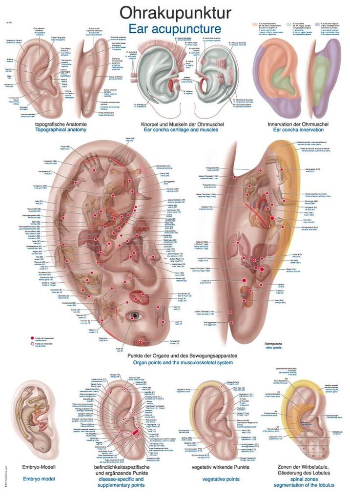 Anatomisk plakat med øreakupunkturpunkter, 50x70 centimeter