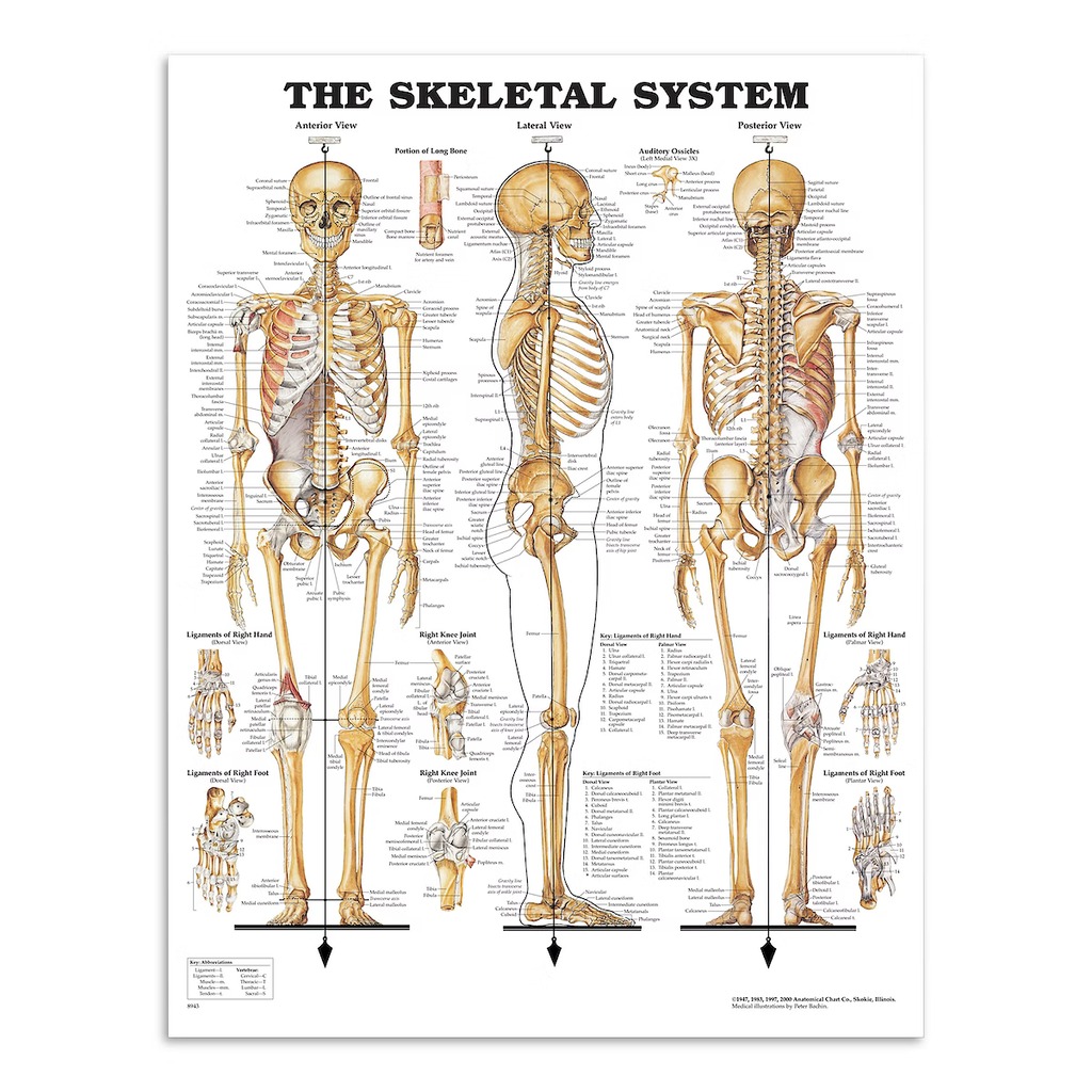 Anatomisk skeletplakat i tre vinkler, designet af Peter Bachin