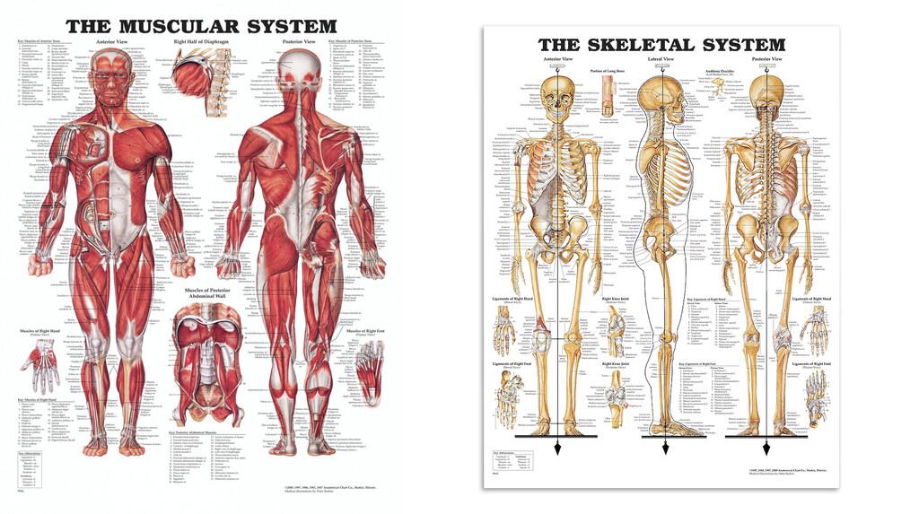Plakatsæt med muskel- og skeletplakat i pakkepris, højglans PET-plastfilm