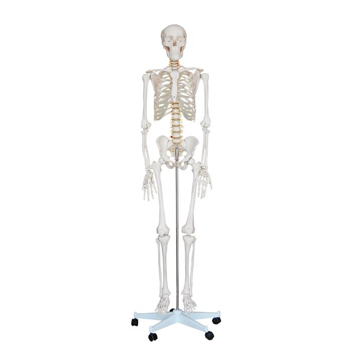 Anatomisk skeletmodel i fuld størrelse på hjulstativ, 180 centimeter høj