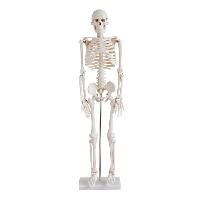 Anatomisk skeletmodel i halv størrelse på metalfod, 85 centimeter høj