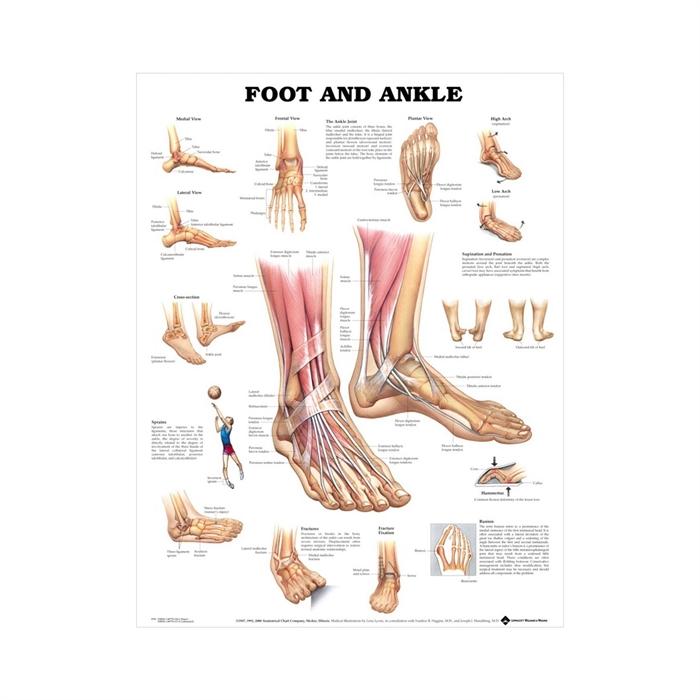 Lamineret anatomisk plakat af fod og ankel, 51 x 66 centimeter