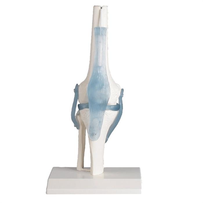 Erler-Zimmer knæ, anatomisk model i luksuskvalitet