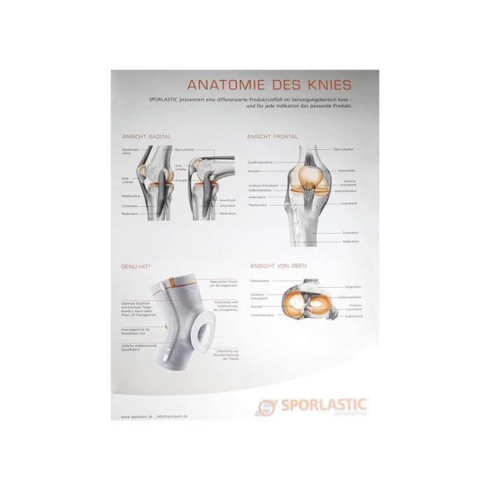 Anatomisk plakat af knæet i A1-format fra Sporlastic