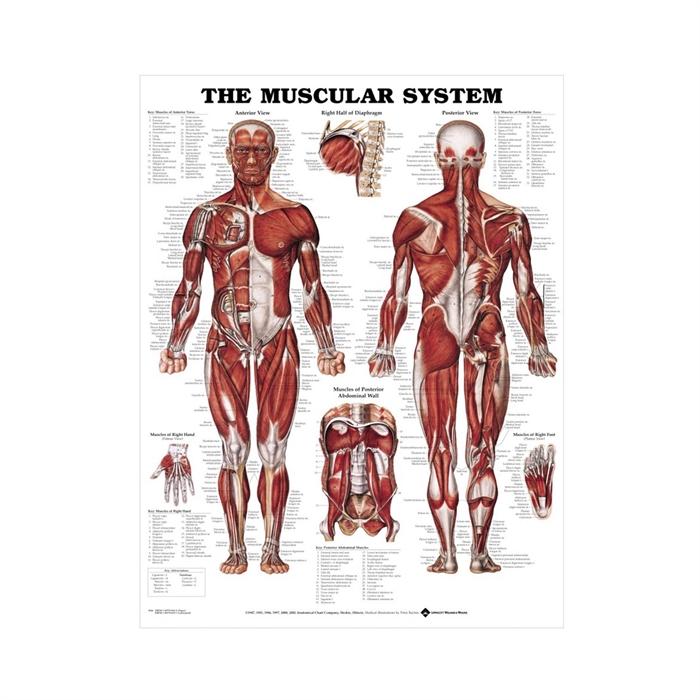 Anatomisk plakat af muskelsystemet, engelsk-latinsk nomenklatur, 51x66 centimeter