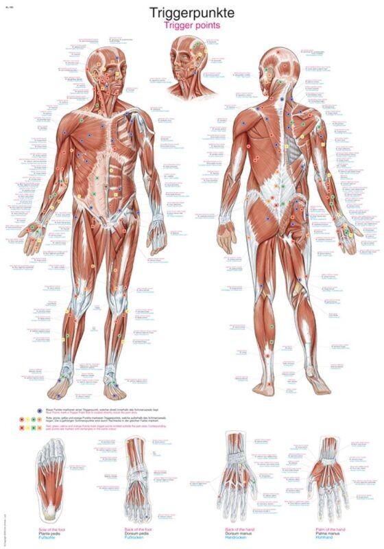 Anatomisk plakat med triggerpunkter, metalkant og hængesnor